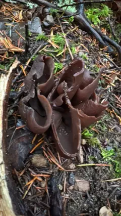 Otidea smithii thumbnail 2