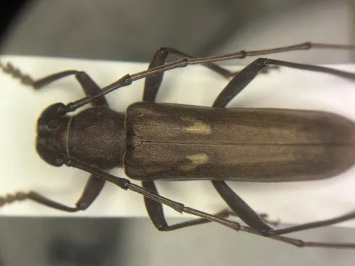 Banded Hickory Borer