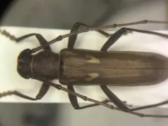 Banded Hickory Borer thumbnail 1