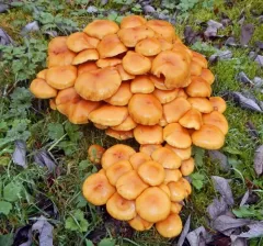 alder scalycap thumbnail 3