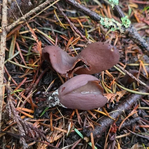 Otidea smithii