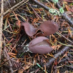 Otidea smithii thumbnail 1