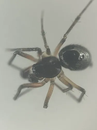 Linyphantes victoria
