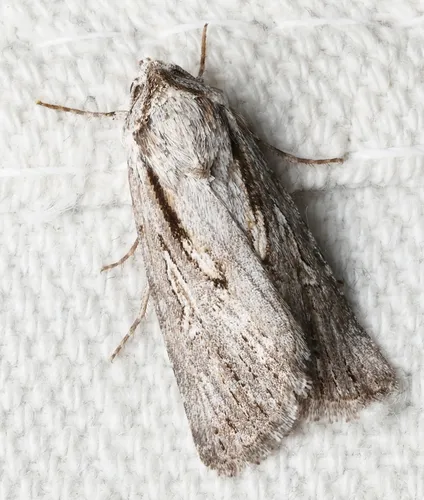 Sympistis chandleri