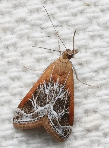 Fulvous-edged Pyrausta