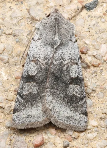 Richia parentalis