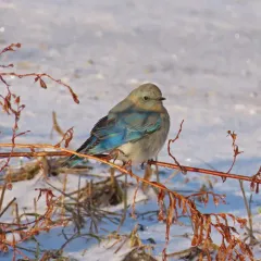 Mountain Bluebird thumbnail 3
