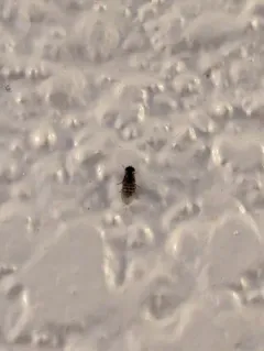 Drosophila repleta thumbnail 4