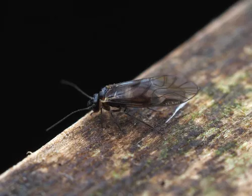 Elipsocus hyalinus