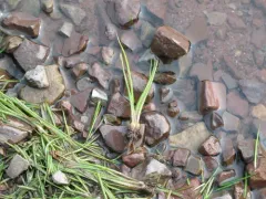 Bolander's quillwort thumbnail 3