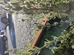 topped lavender thumbnail 1
