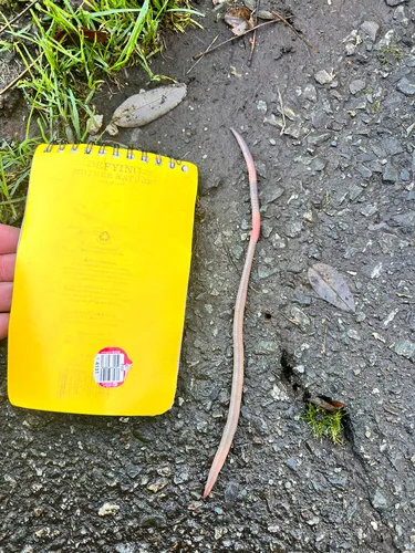 Black-headed Worm
