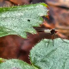 Empis melanderi thumbnail 2