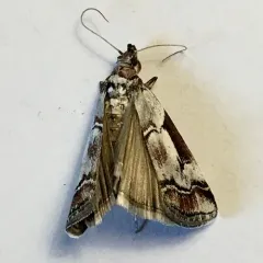 Ambesa laetella thumbnail 3