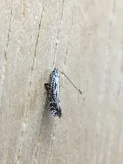 Parornix arbutifoliella thumbnail 2