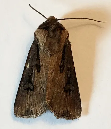 Oblique Dart