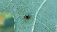 Firefly Duskyling thumbnail 1