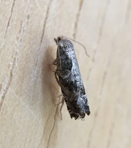 Epinotia silvertoniensis