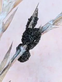 Andropogon false-smut thumbnail 2