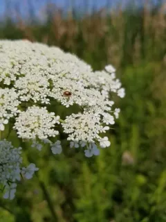 Brown Marsh Beetle thumbnail 4