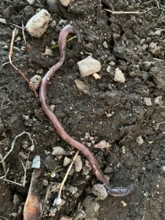 Black-headed Worm thumbnail 3