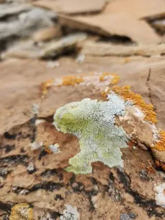 hoary cobblestone lichen thumbnail 1