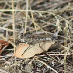 Harvey Hammertail thumbnail 2