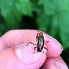 Pristoceuthophilus cercalis thumbnail 2