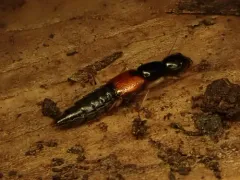 Homaeotarsus cribratus thumbnail 2