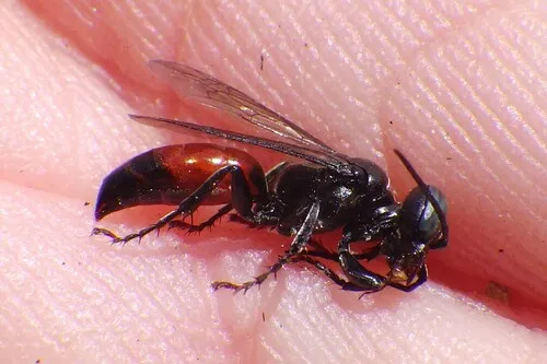 Tachysphex semirufus