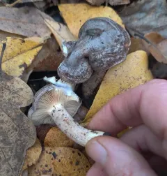 stumpy milkcap thumbnail 2