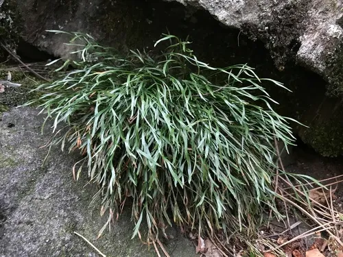 northern spleenwort