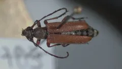 Acmaeopsoides rufula thumbnail 3