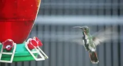 Green-breasted Mango thumbnail 2