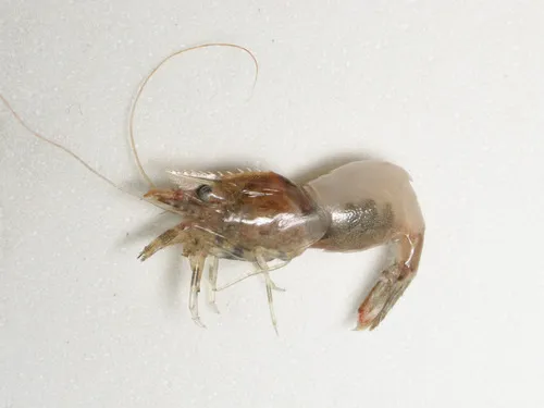 Punctate Blade Shrimp