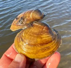 Higgins' Eye Pearly Mussel thumbnail 2