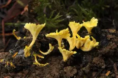 roothole rosette thumbnail 1