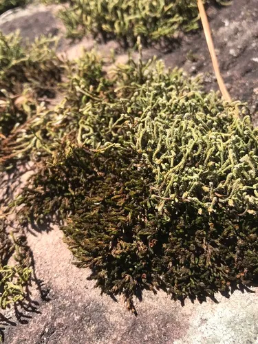 Streamside Schistidium Moss