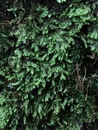 Taxiphyllum deplanatum