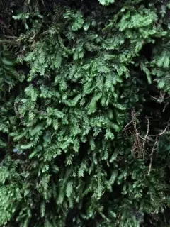 Taxiphyllum deplanatum thumbnail 1