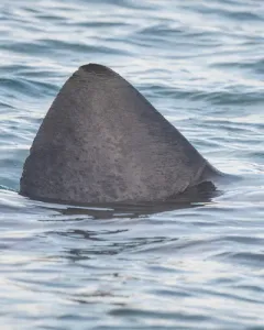 Basking Shark thumbnail 3