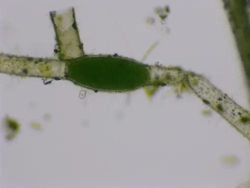 Pithophora roettleri