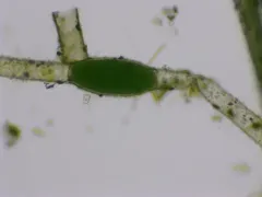 Pithophora roettleri thumbnail 1