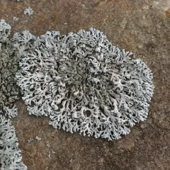 Powder-tipped Rosette Lichen thumbnail 3