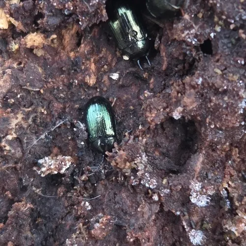 Two-horned Darkling Beetle