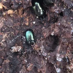 Two-horned Darkling Beetle thumbnail 1