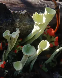 Lesser Sulphur-cup Lichen thumbnail 2