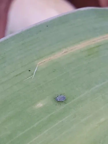 Tulip Bulb Aphid