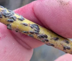 Oystershell Scale thumbnail 3