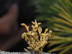 Dwarf Mistletoe Smut thumbnail 3